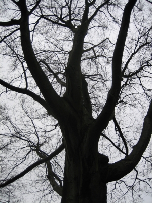 Der Baum des Grauens